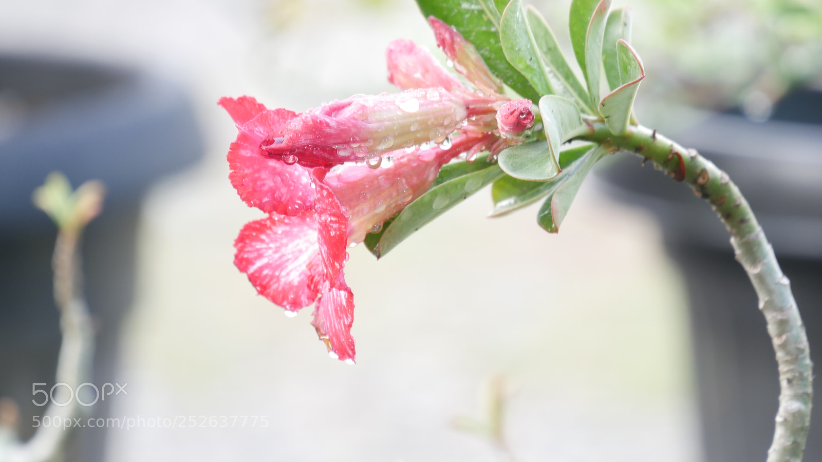 Panasonic Lumix DMC-G7 sample photo. 1030499.jpg photography