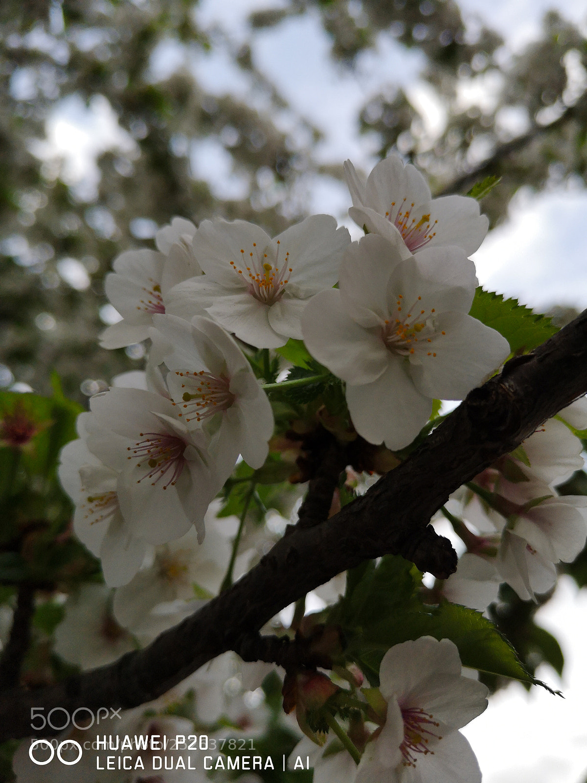 HUAWEI P20 sample photo. Untitled photography