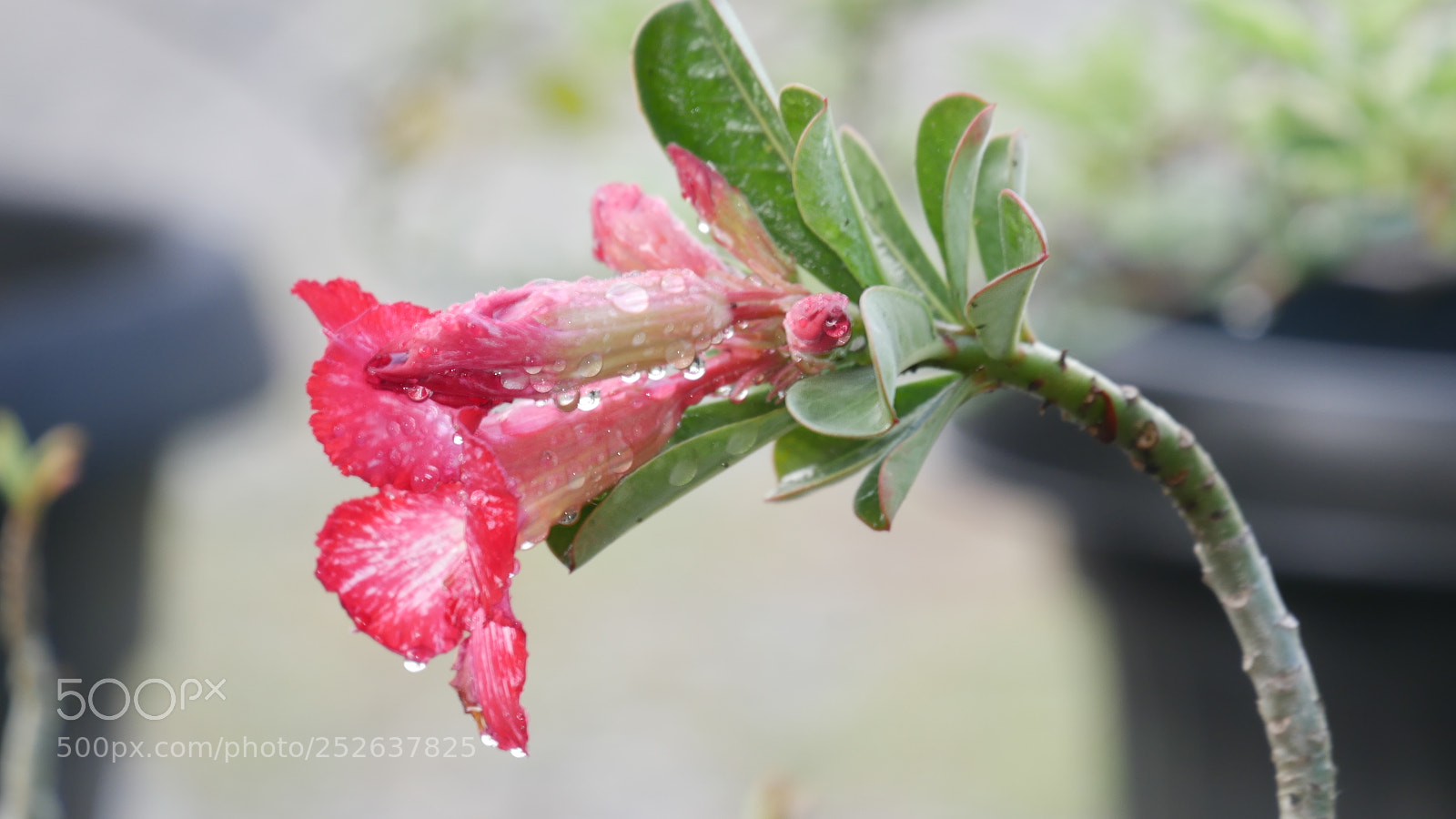 Panasonic Lumix DMC-G7 sample photo. 1030500.jpg photography