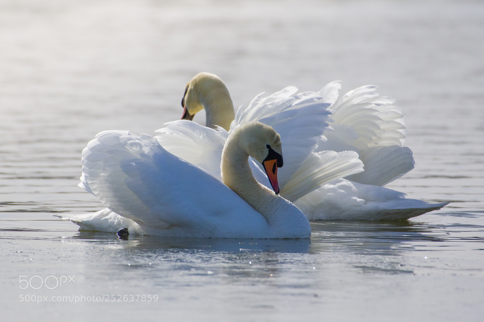 Nikon D500 sample photo. Romance photography