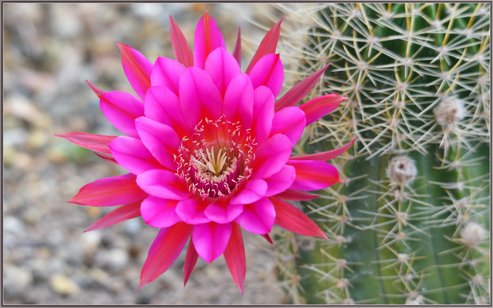 Sigma 120-400mm F4.5-5.6 DG OS HSM sample photo. Spring echinopsis bloom photography