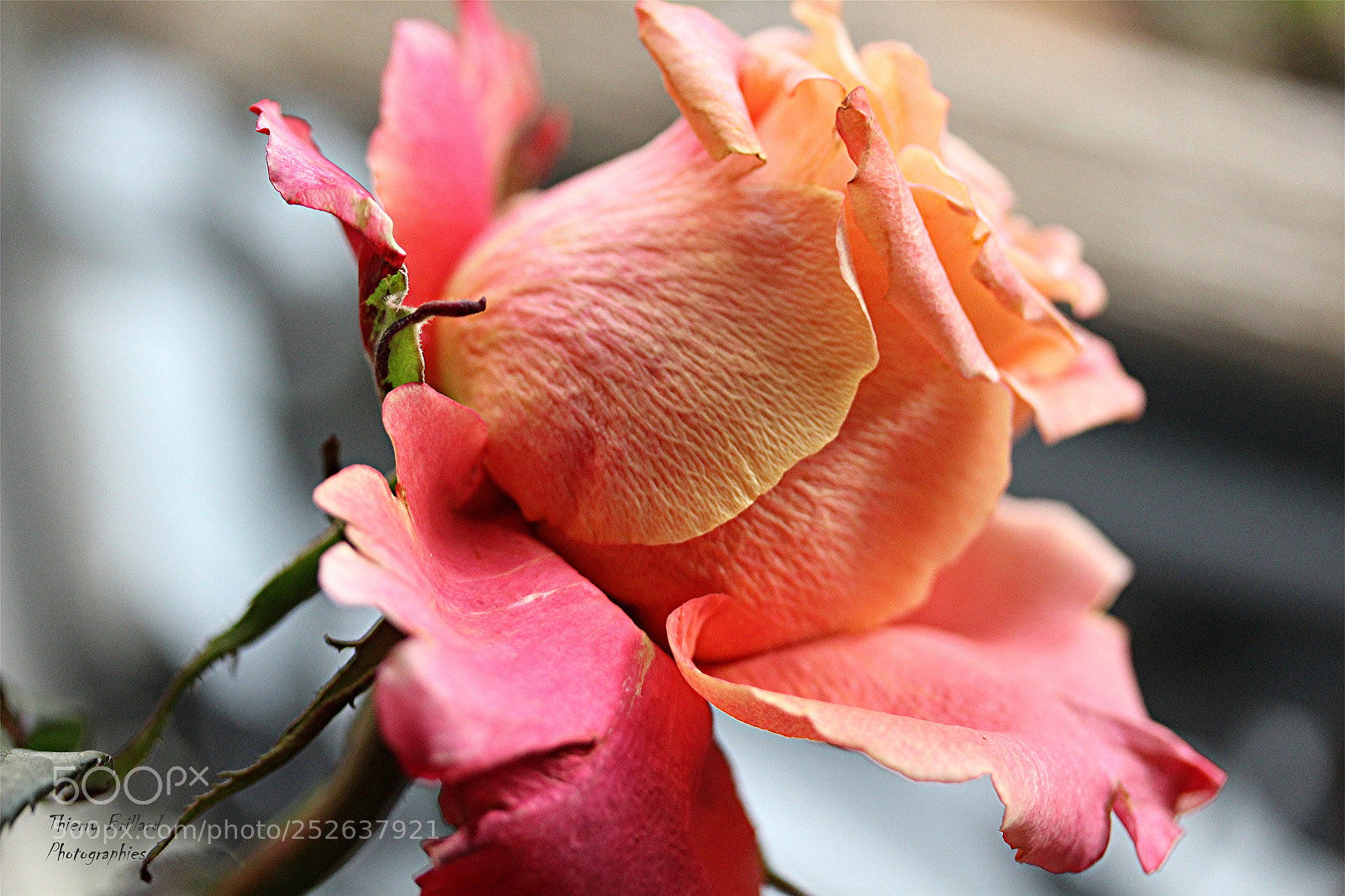 Canon EOS 600D (Rebel EOS T3i / EOS Kiss X5) sample photo. Rose orangée photography