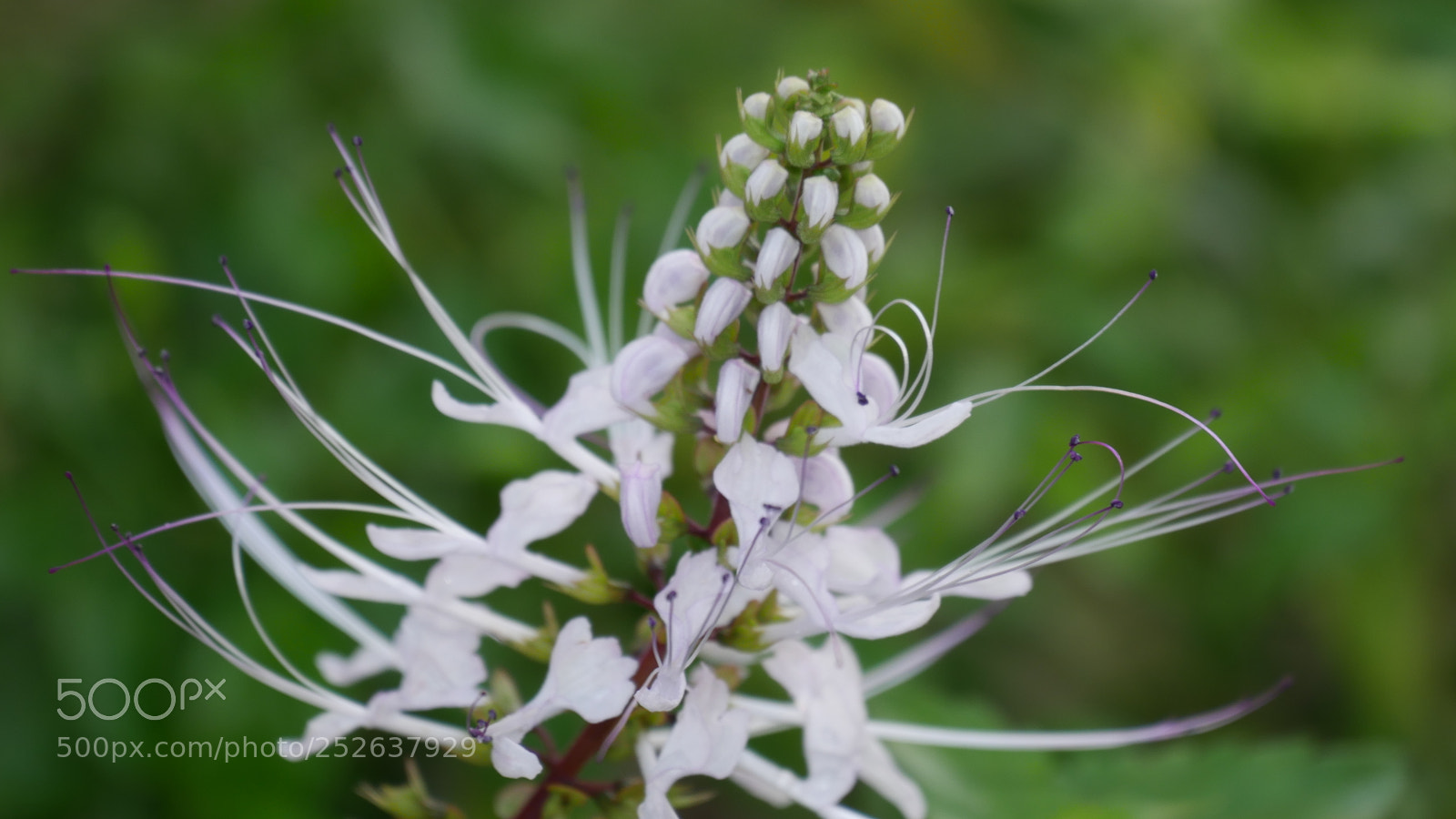 Panasonic Lumix DMC-G7 sample photo. 1030508.jpg photography