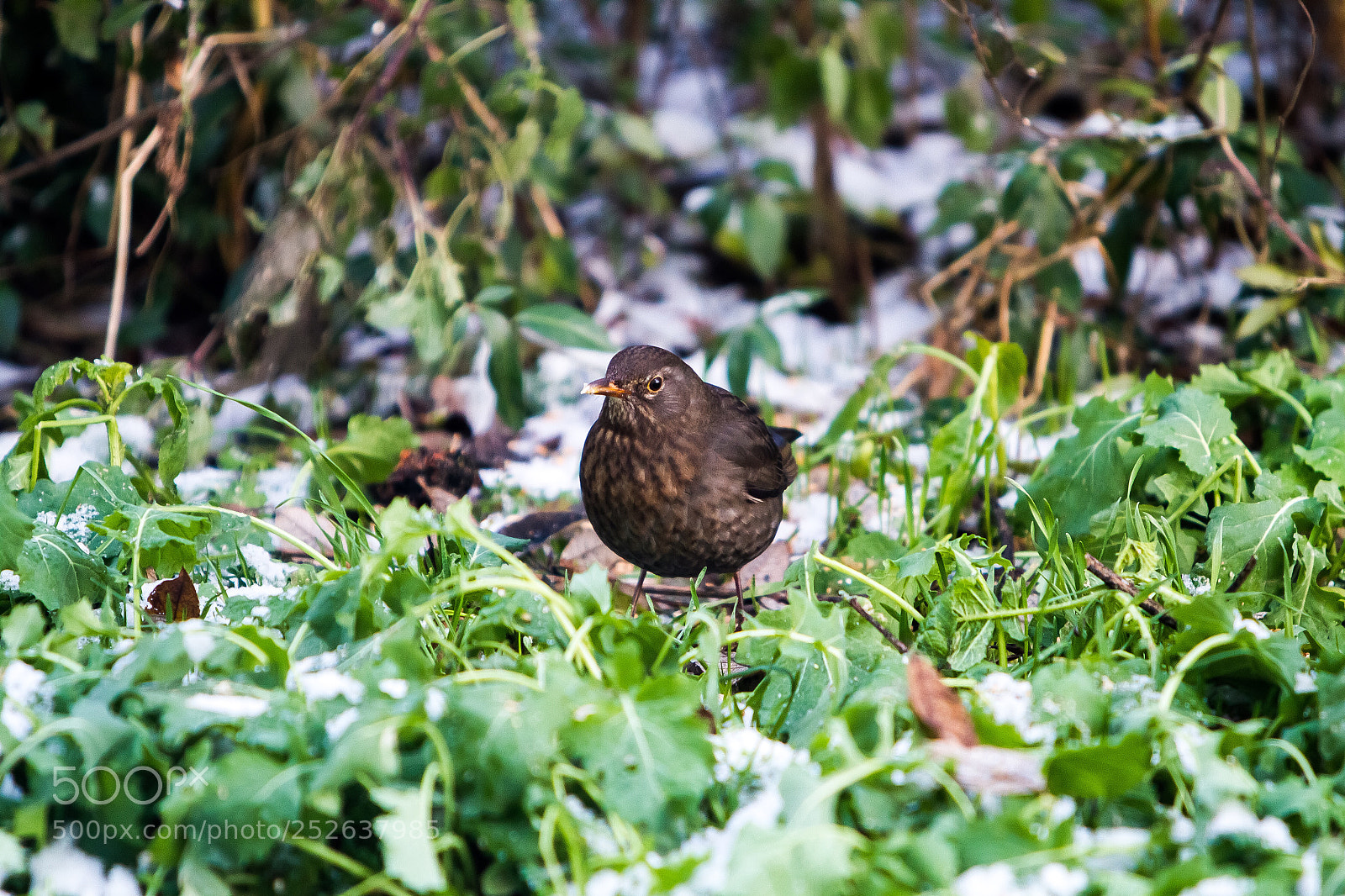 Canon EOS 7D sample photo. Untitled photography