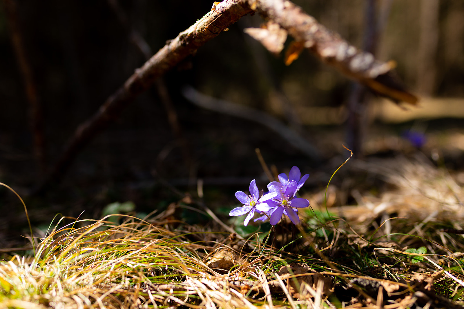 Canon EOS 5D Mark IV sample photo. Spring fights back photography