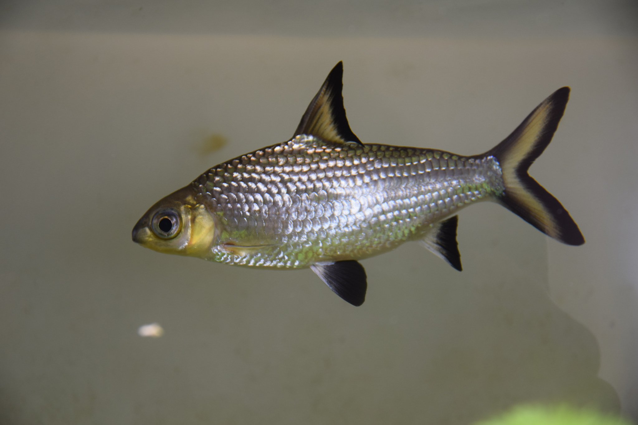 Sigma 17-70mm F2.8-4 DC Macro OS HSM | C sample photo. Just my bullet shark fish. photography