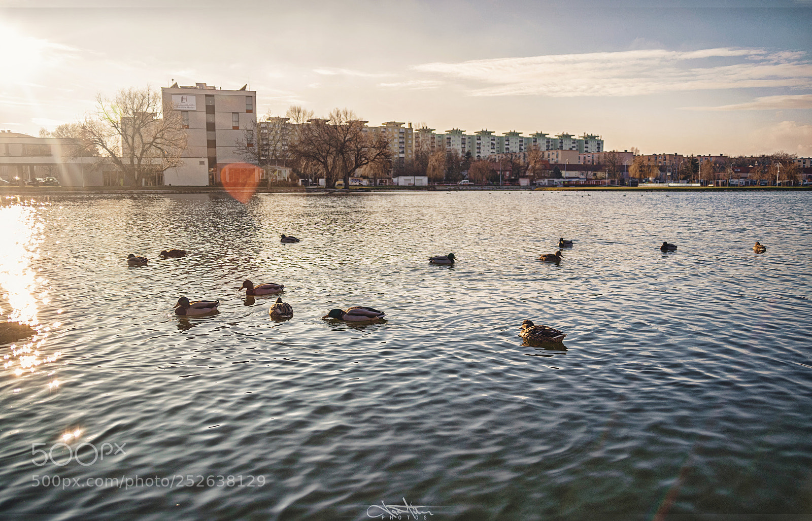Nikon D5300 sample photo. Ducks photography