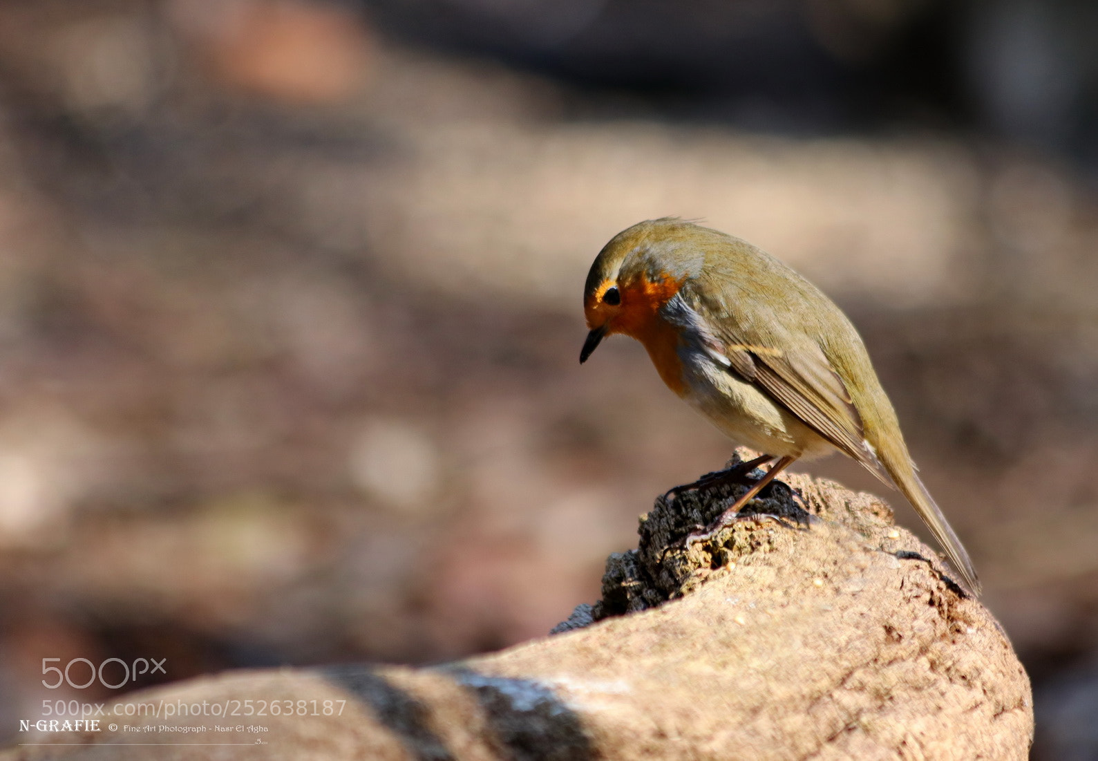 Canon EOS 80D sample photo. The sad bird photography