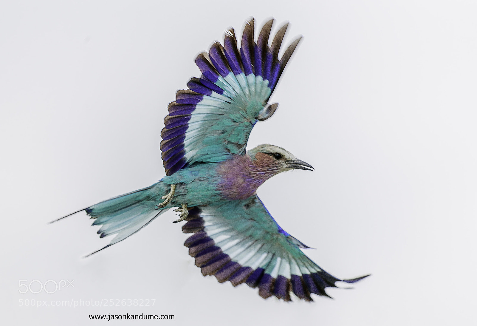Canon EOS-1D X Mark II sample photo. Breasted lilac roller photography