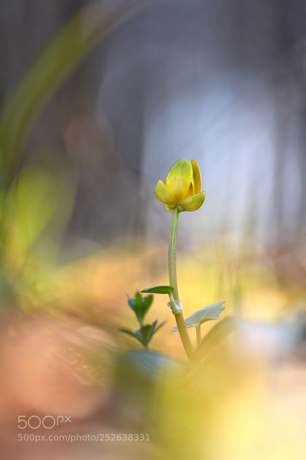 Nikon D7100 sample photo. Anemone photography