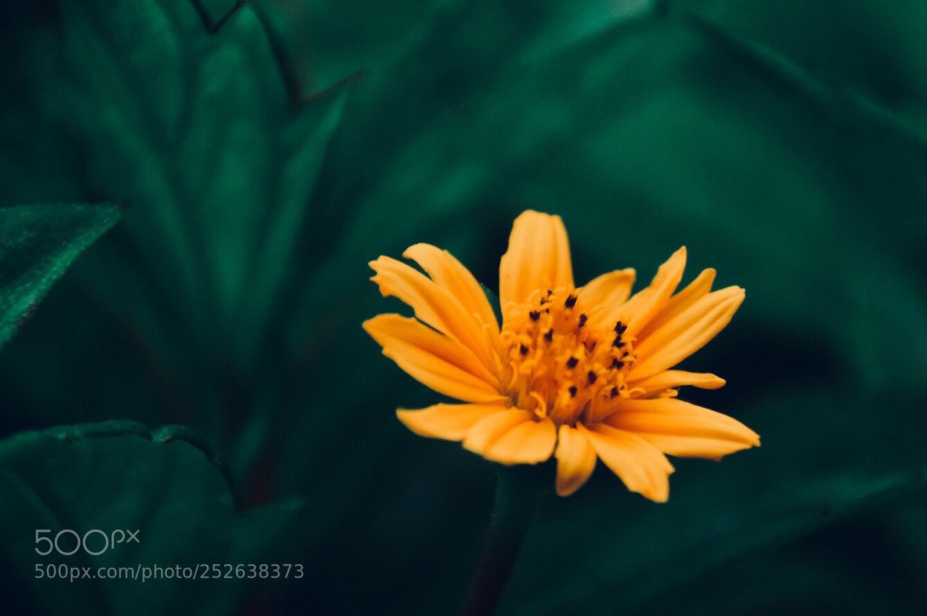 Nikon D5300 sample photo. A walk for daise  photography