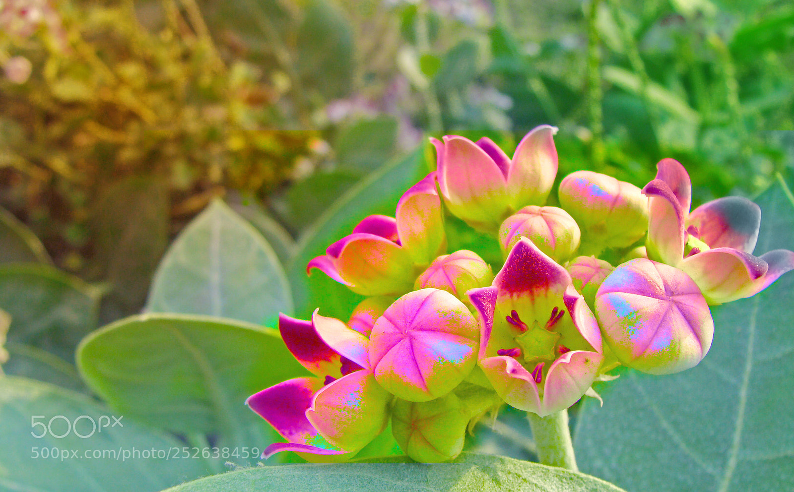 Sony DSC-H3 sample photo. Blossoming flowers in hd photography