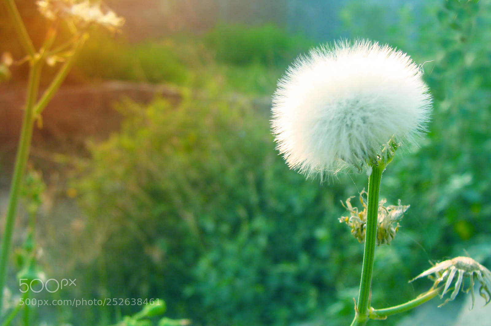 Sony DSC-H3 sample photo. Blossoming flowers in hd photography