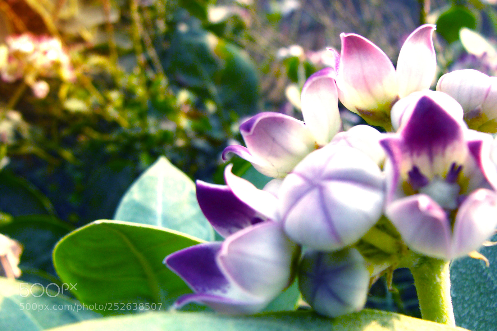 Sony DSC-H3 sample photo. Blossoming flowers in hd photography