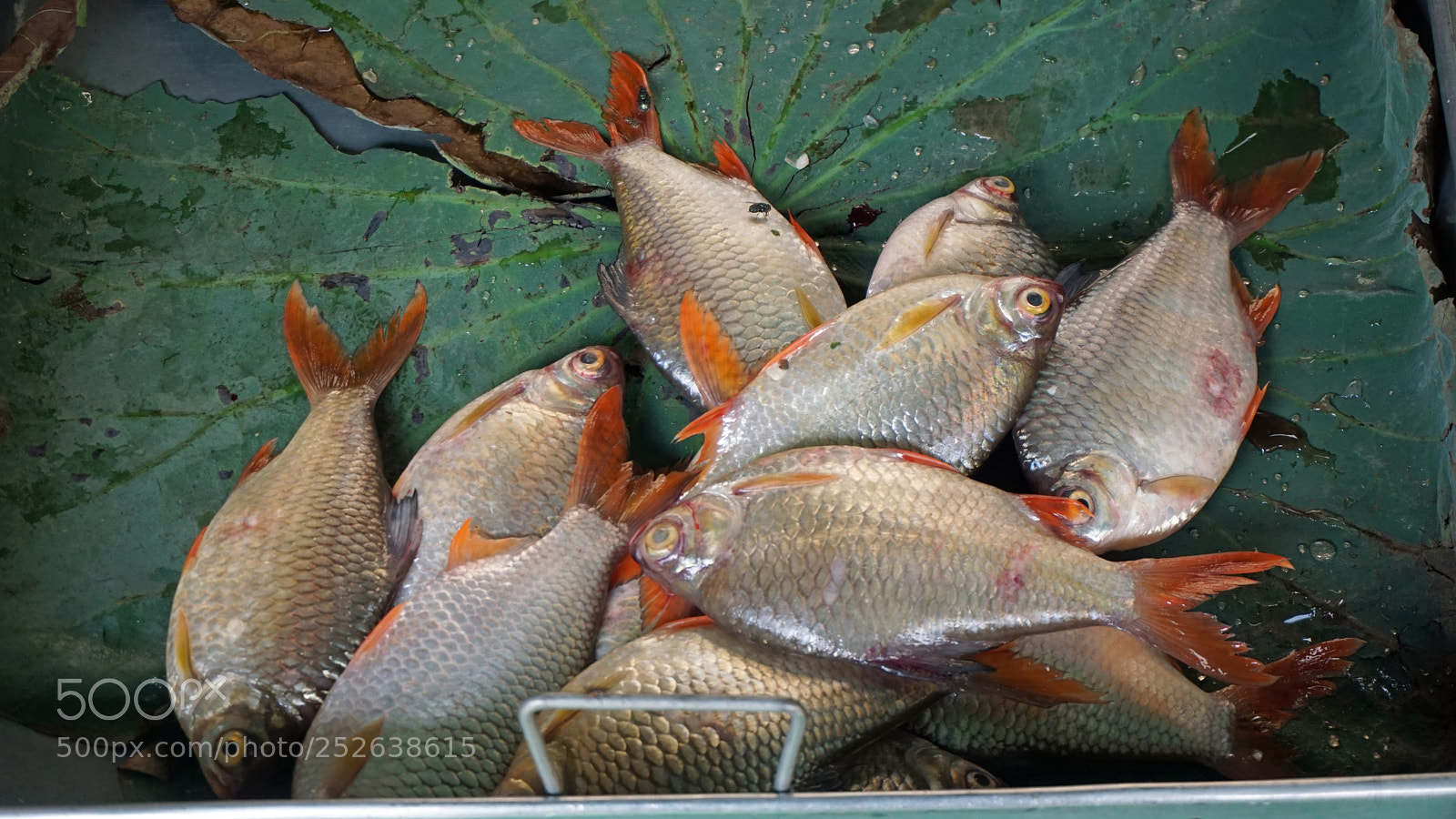 Sony a6000 sample photo. Market in phnom penh photography