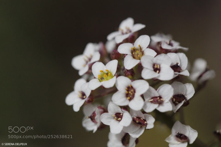 Canon EOS 600D (Rebel EOS T3i / EOS Kiss X5) sample photo. ? photography