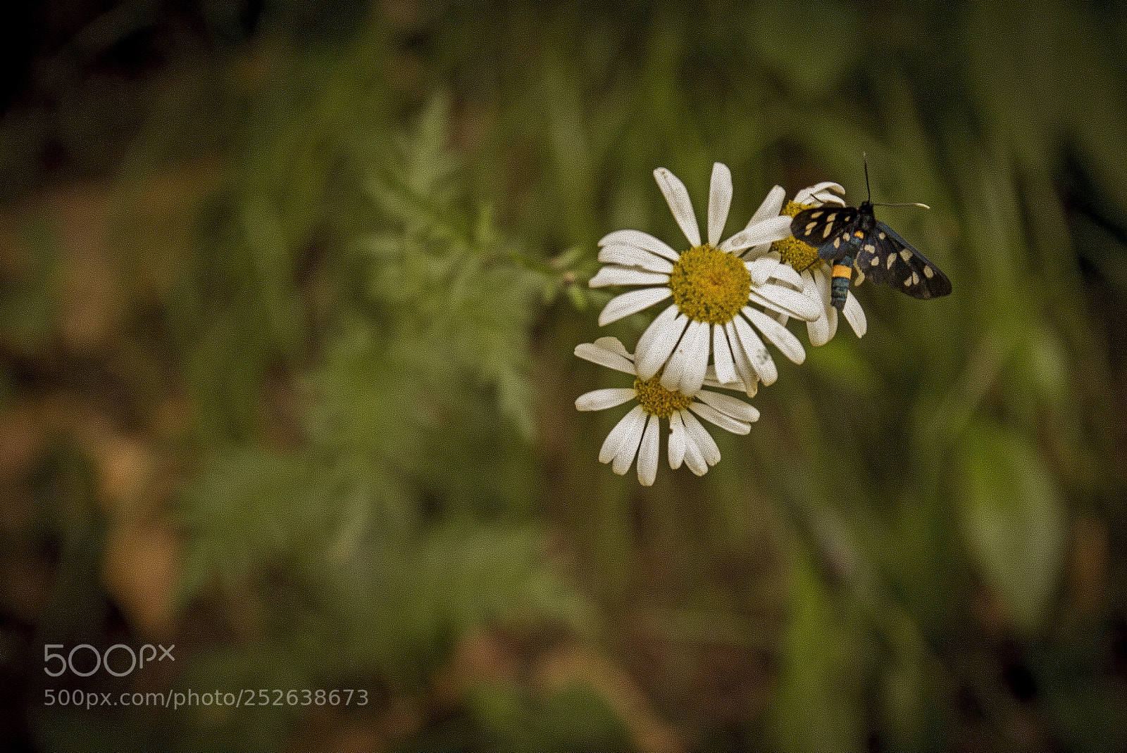 Canon EOS 60D sample photo. Soft spring photography