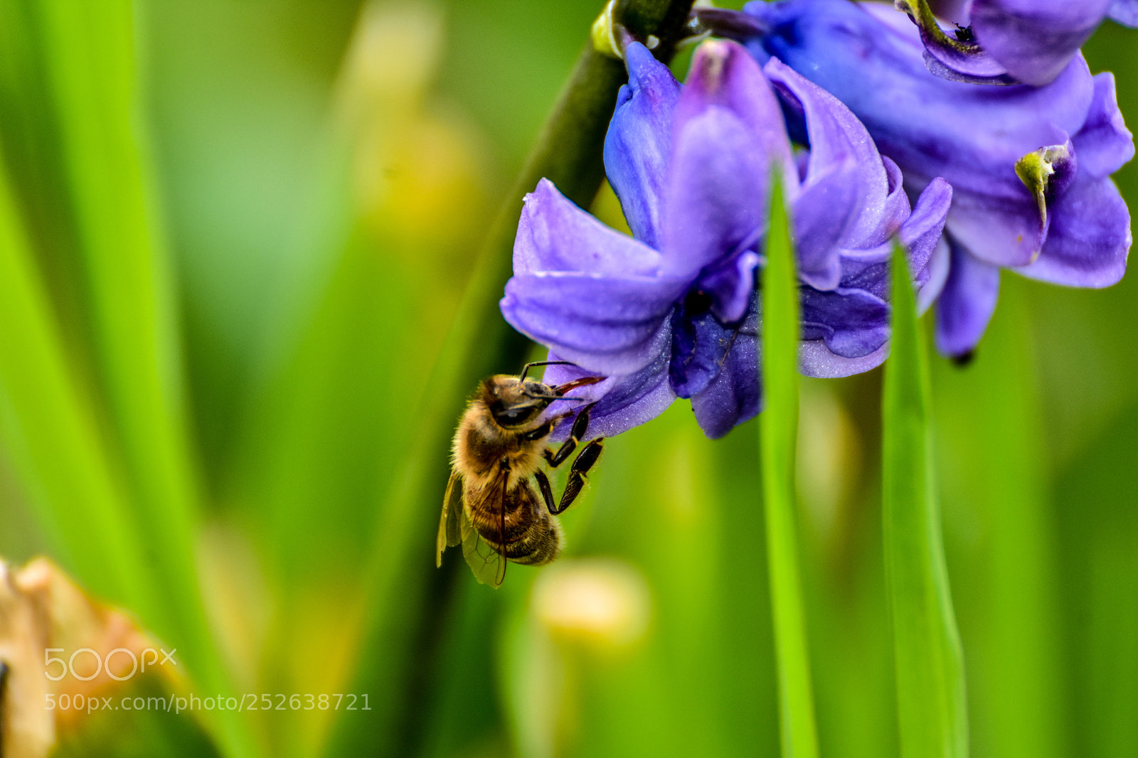 Nikon D3400 sample photo. Honeybee photography