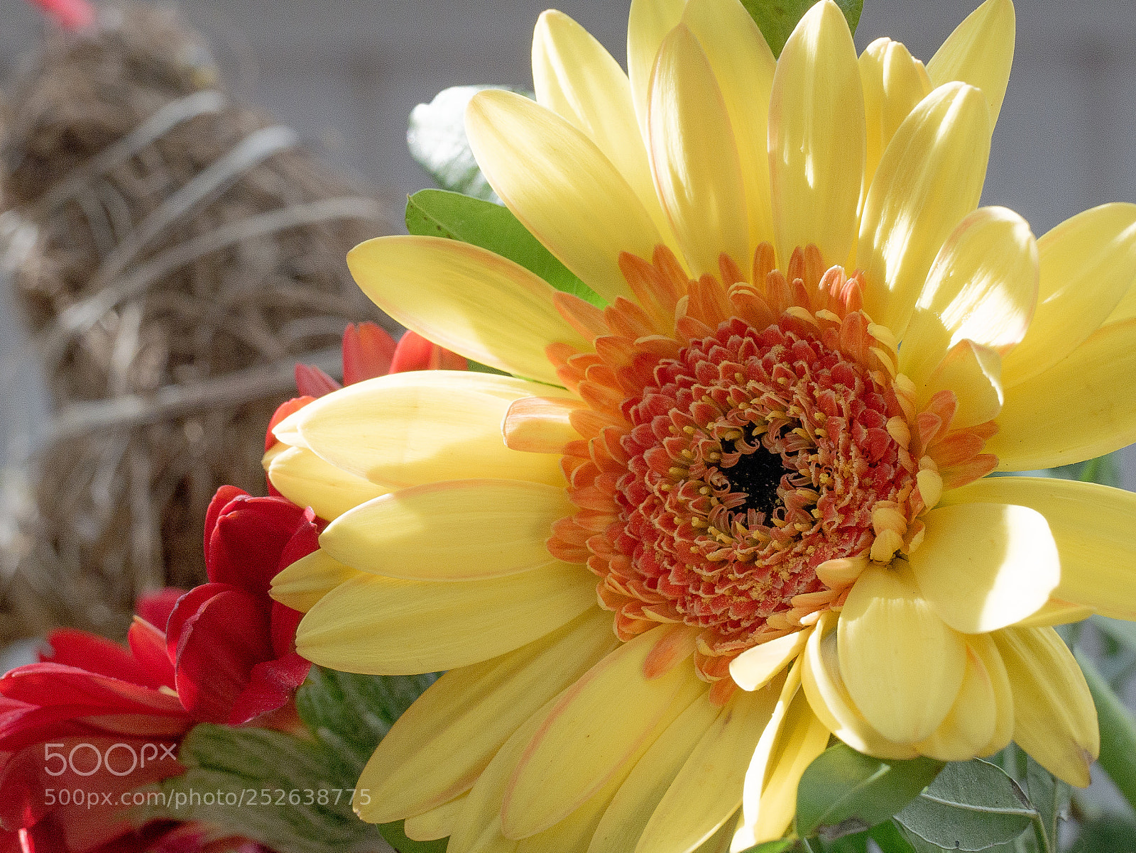 Panasonic DMC-G70 sample photo. Yellow flower photography