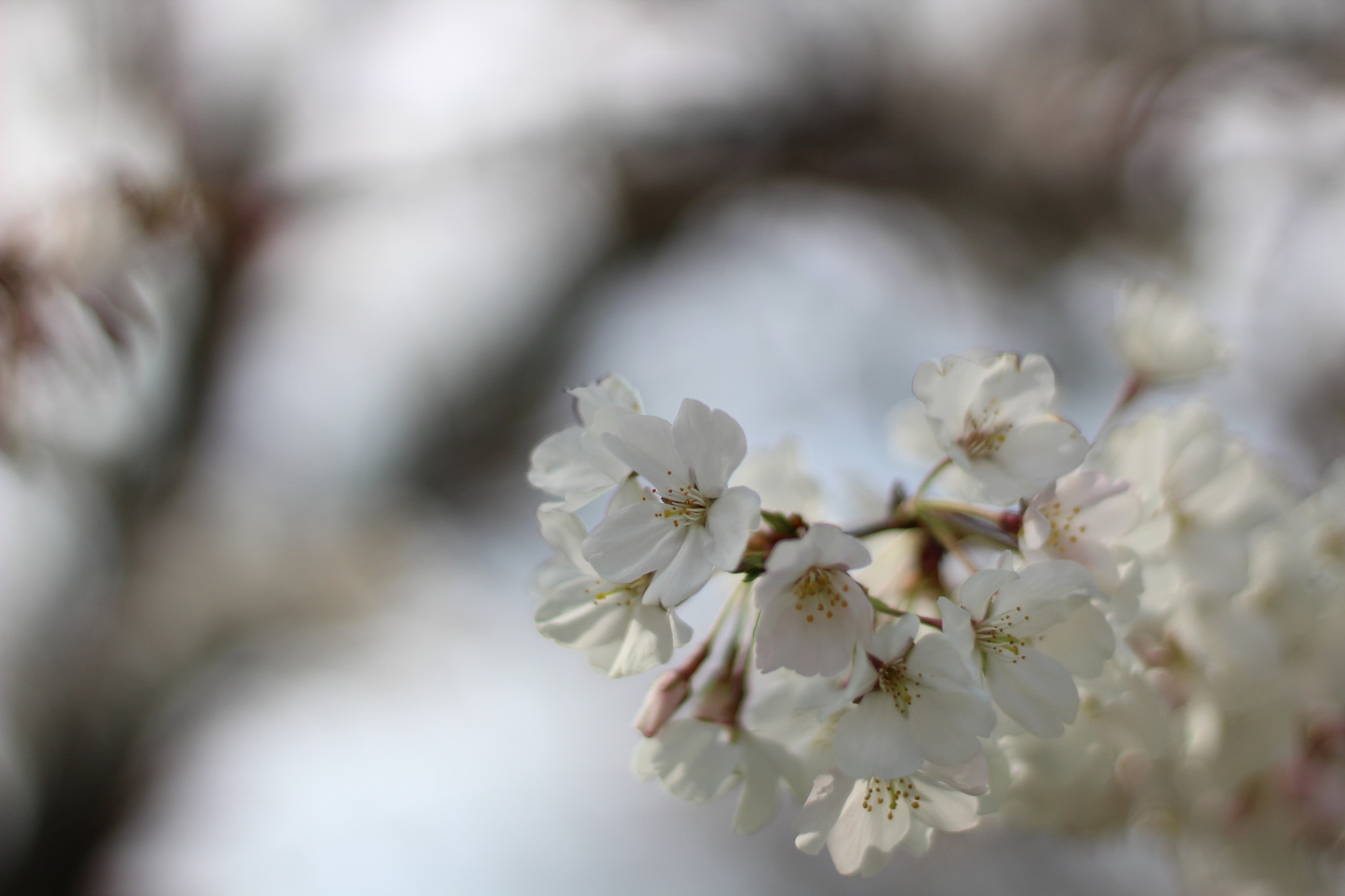Canon EOS 1300D (EOS Rebel T6 / EOS Kiss X80) sample photo. Dogwood tree photography