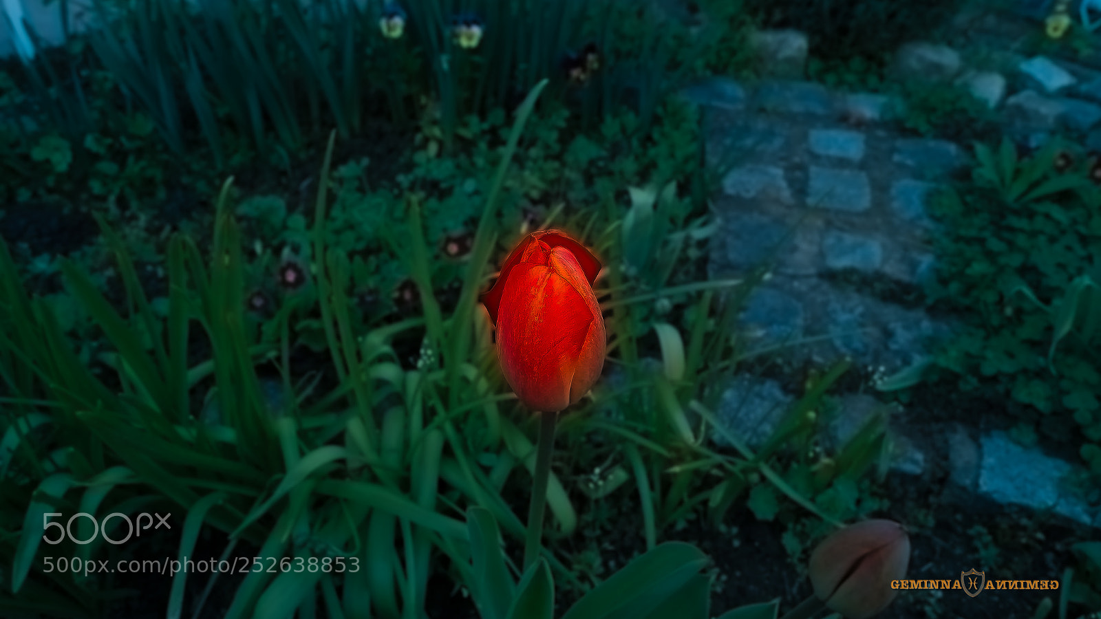 Sony SLT-A58 sample photo. Red satin tulip soul photography