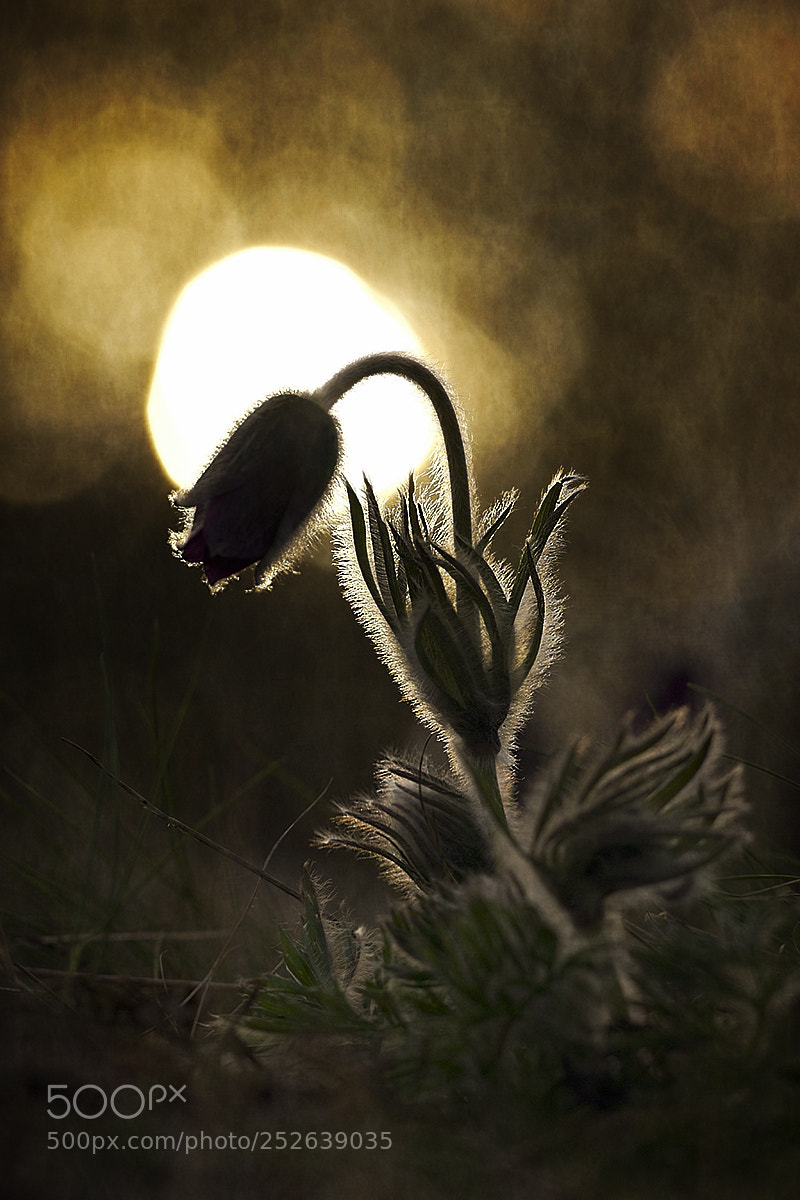 Canon EOS 7D Mark II sample photo. Kokorcsin photography