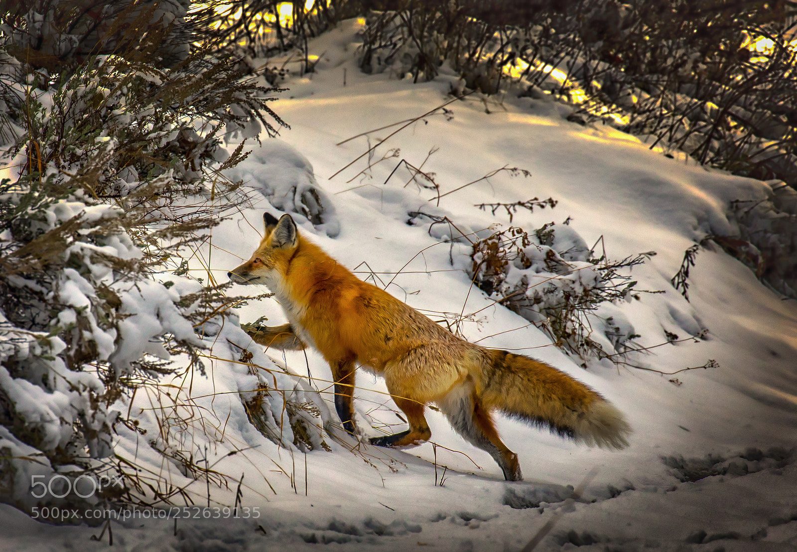 Canon EOS 5D Mark IV sample photo. Red fox on the photography