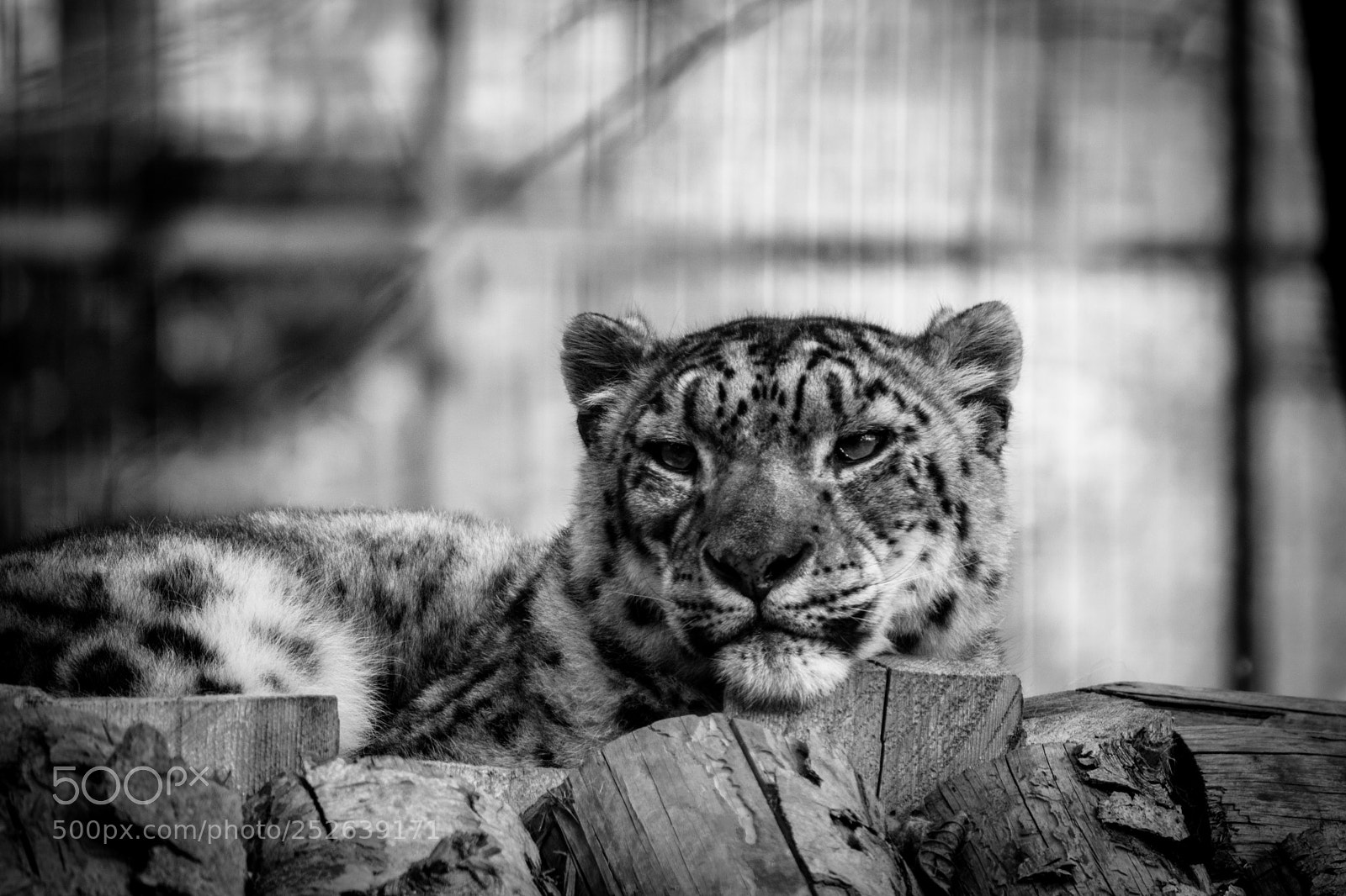 Nikon D3300 sample photo. Kitty photography