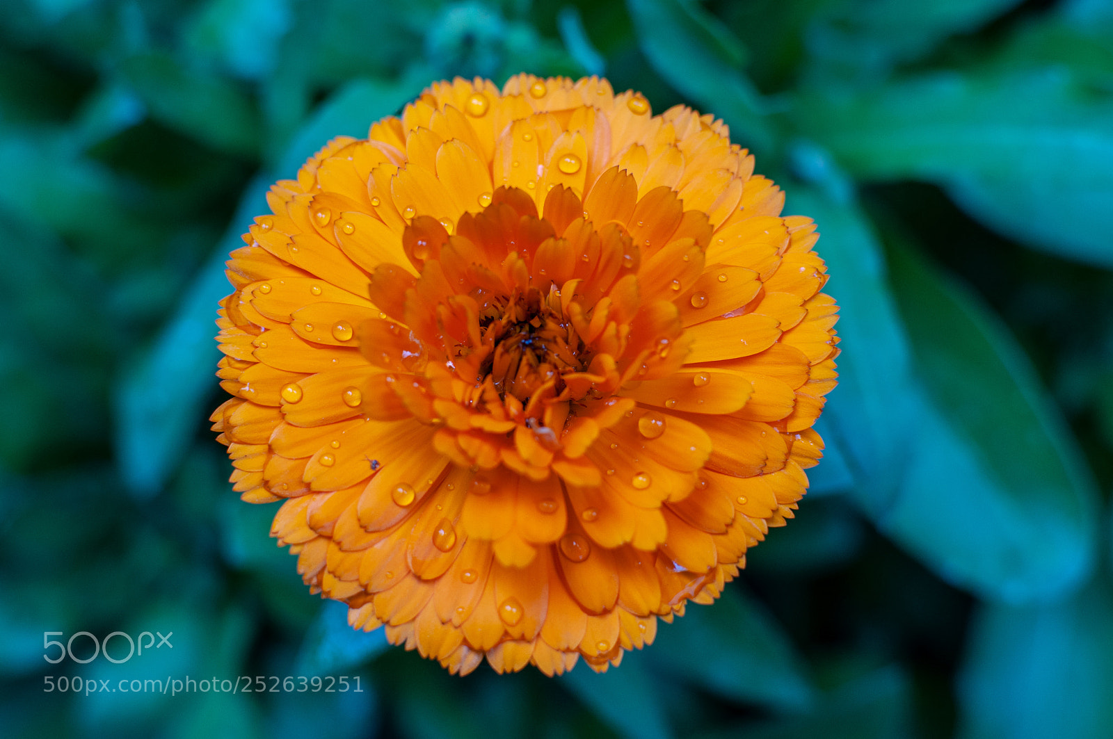 Nikon D5000 sample photo. Wet flower bloom photography