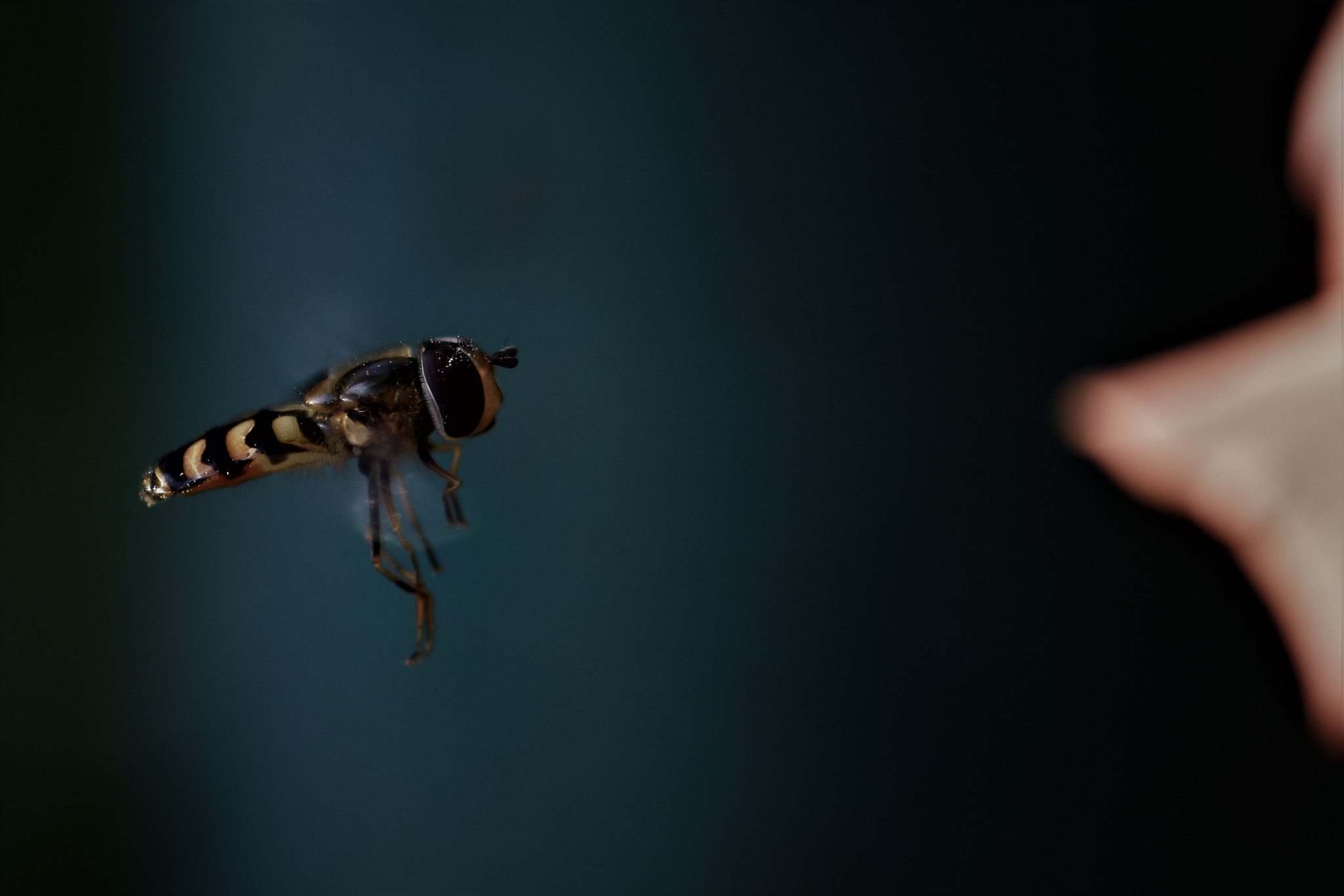 Nikon AF-S Micro-Nikkor 105mm F2.8G IF-ED VR sample photo. Flight over the lunch ! photography