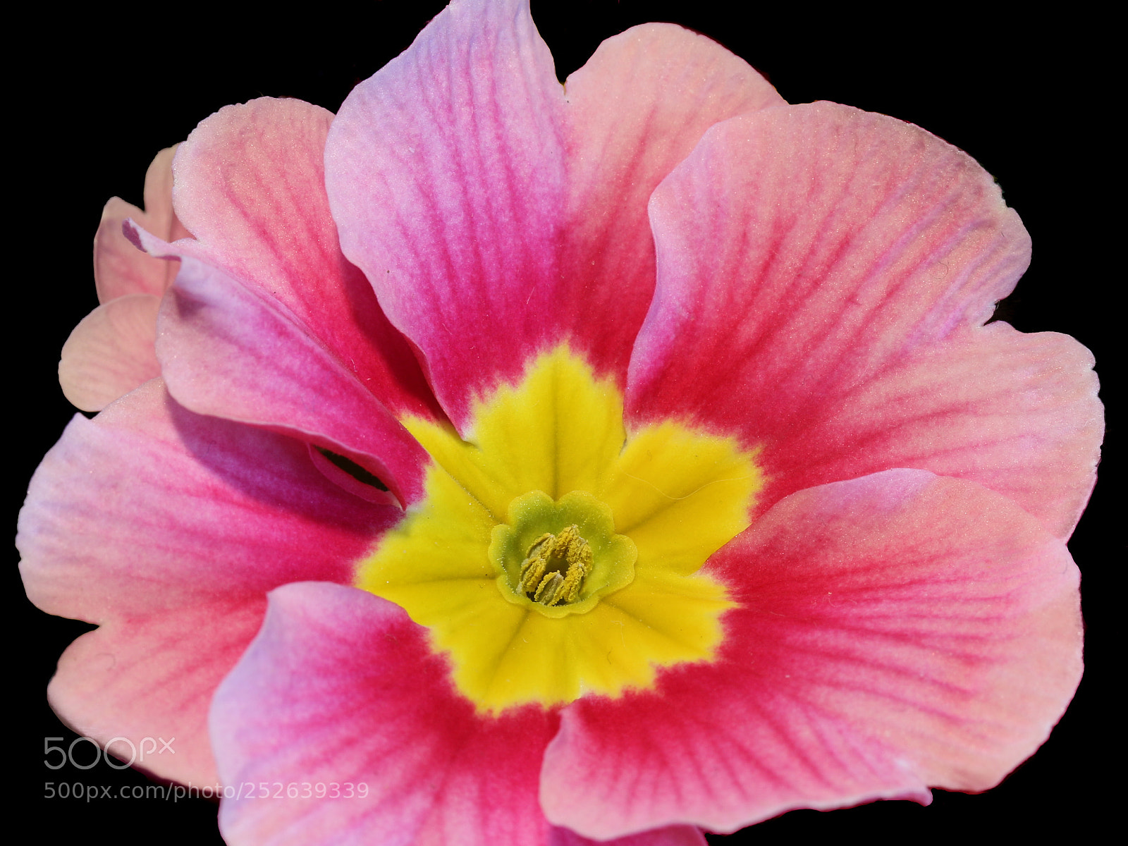 Canon EOS 70D sample photo. Primula photography