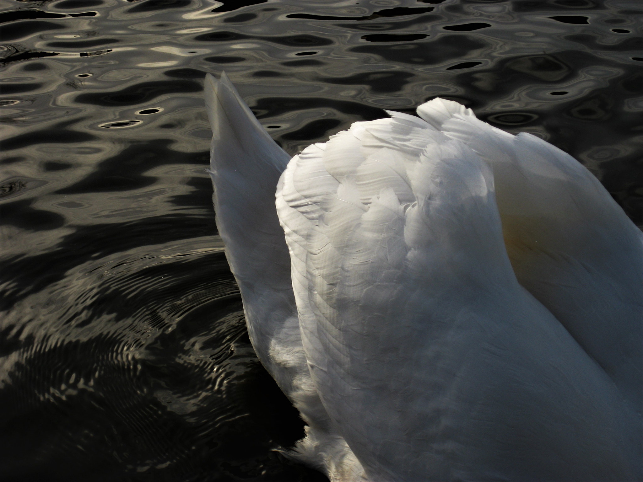 Canon PowerShot SD1100 IS (Digital IXUS 80 IS / IXY Digital 20 IS) sample photo. Il suffira d'un cygne photography