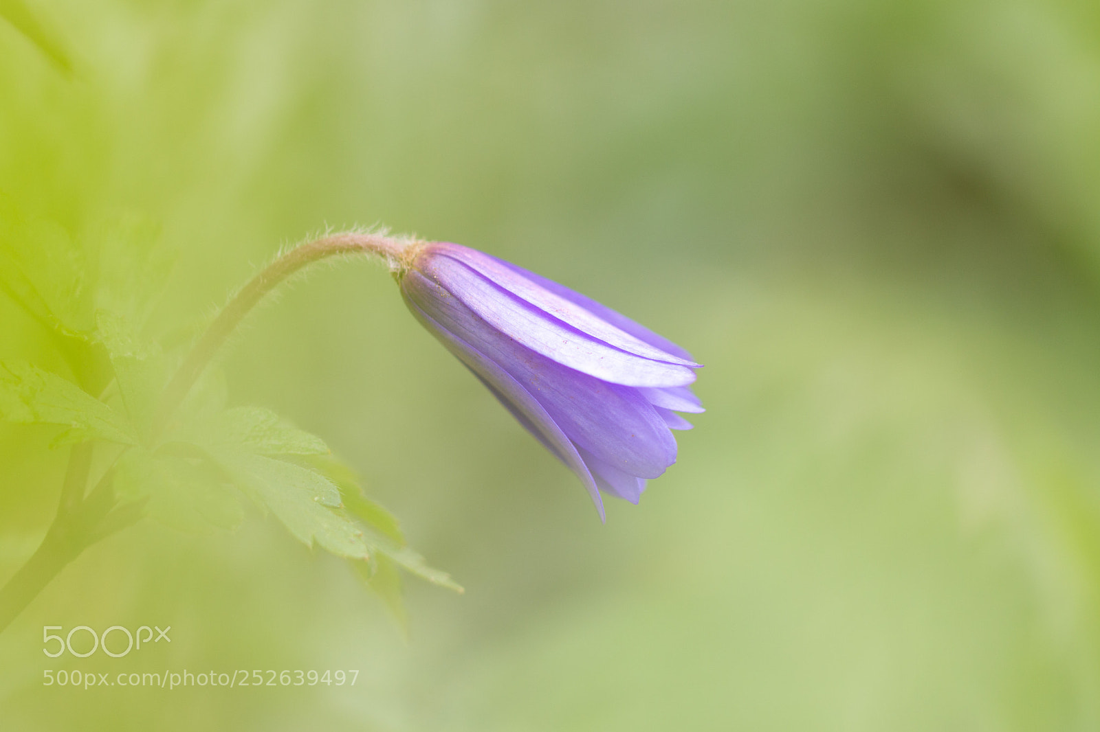 Canon EOS 70D sample photo. Opening anemone photography