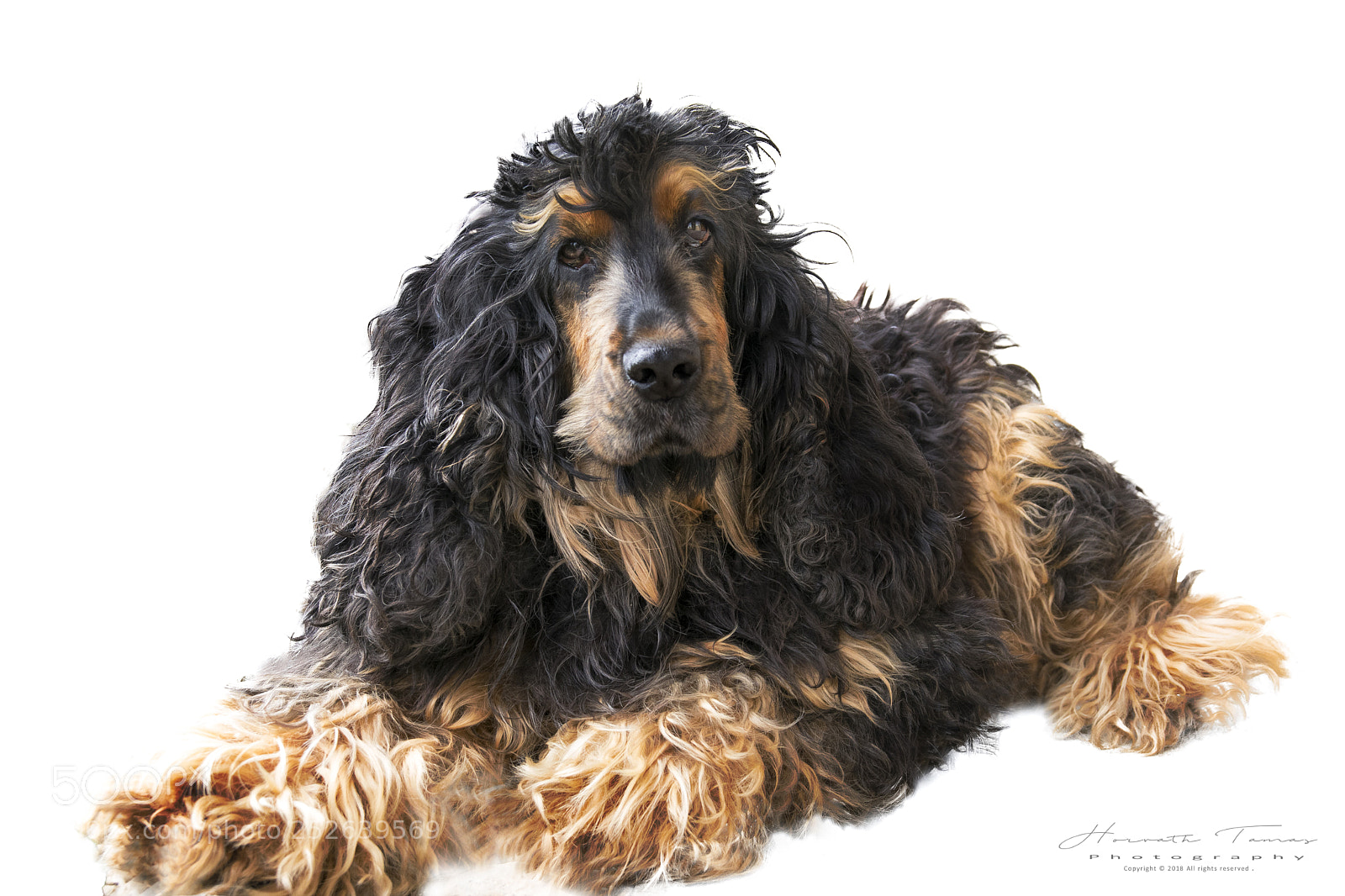 Nikon D3300 sample photo. Spaniel photography