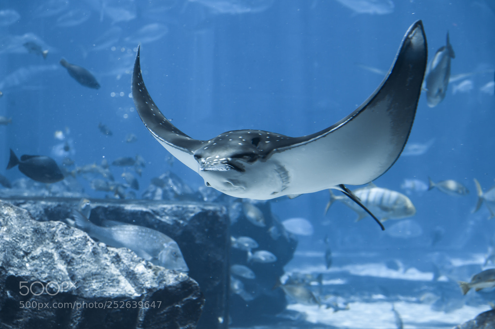 Canon EOS 5D Mark II sample photo. Stingray photography