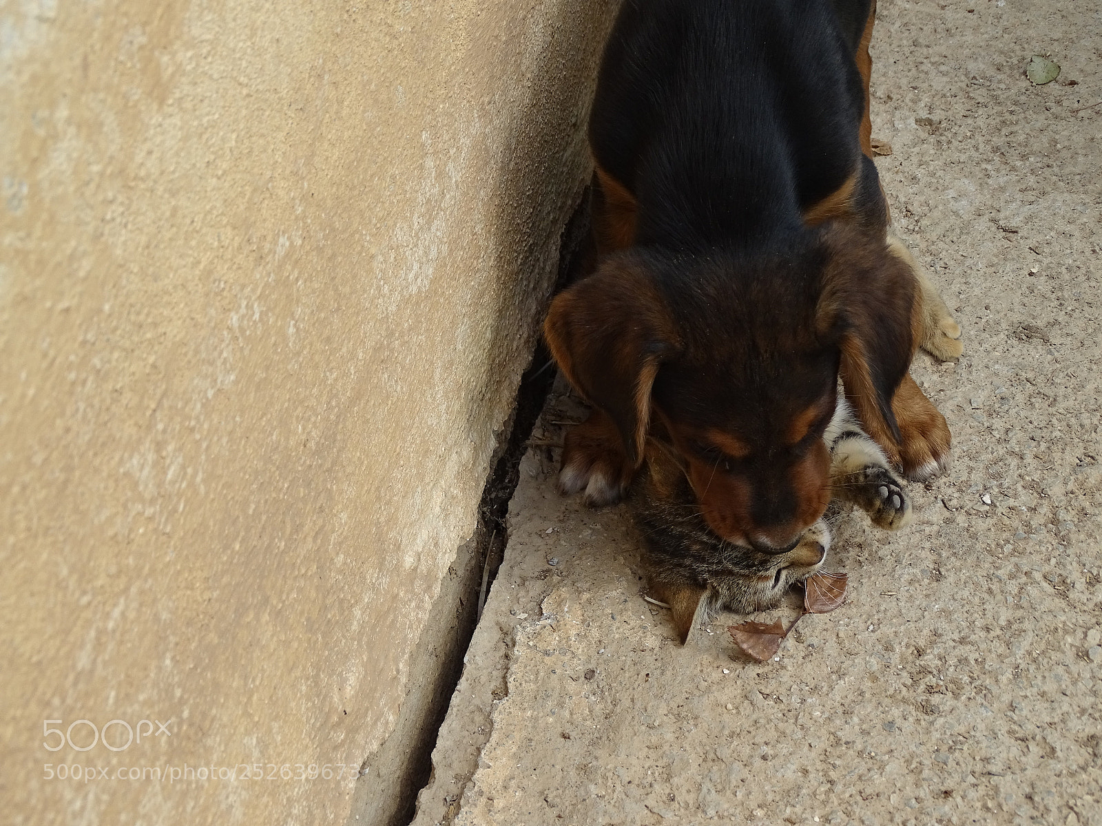 Sony Cyber-shot DSC-HX400V sample photo. Dsc photography
