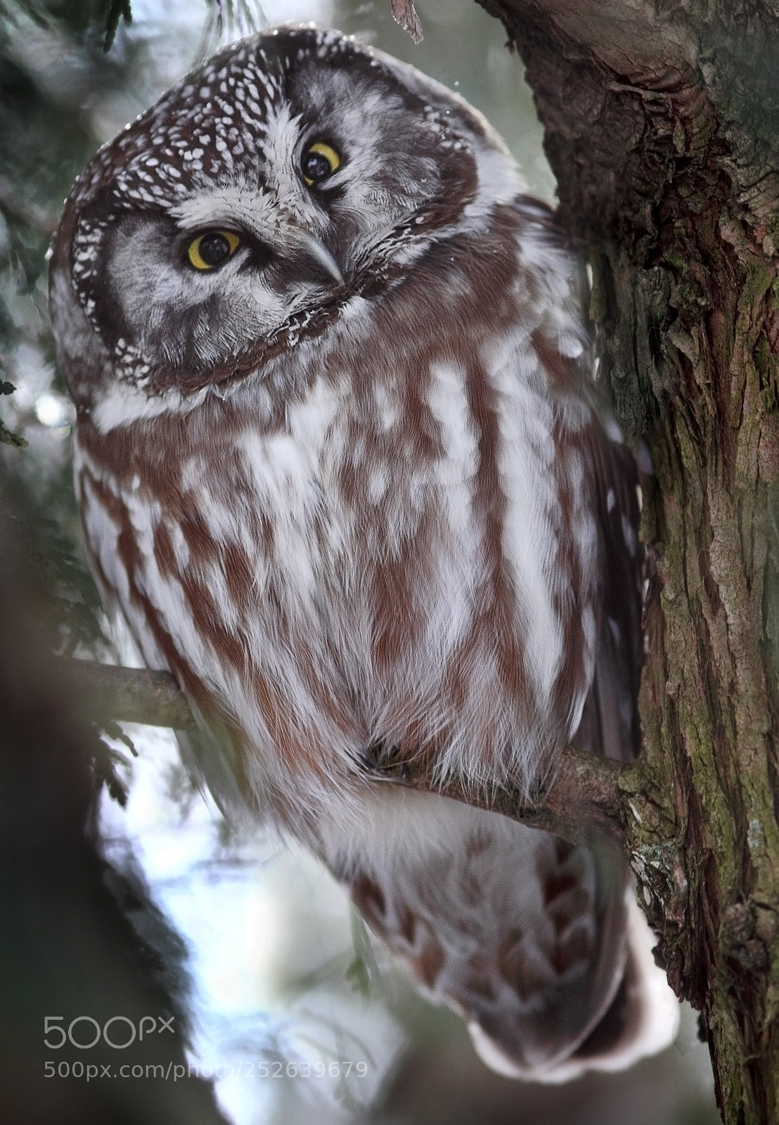 Canon EOS 7D sample photo. Boreal tilt photography