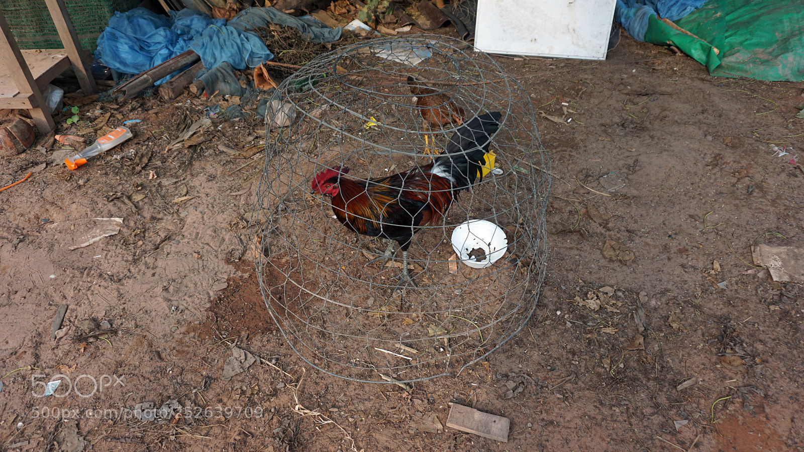 Sony a6000 sample photo. Chicken cage photography
