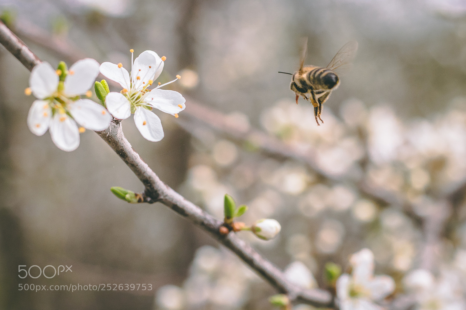 Canon EOS 760D (EOS Rebel T6s / EOS 8000D) sample photo. Spring photography