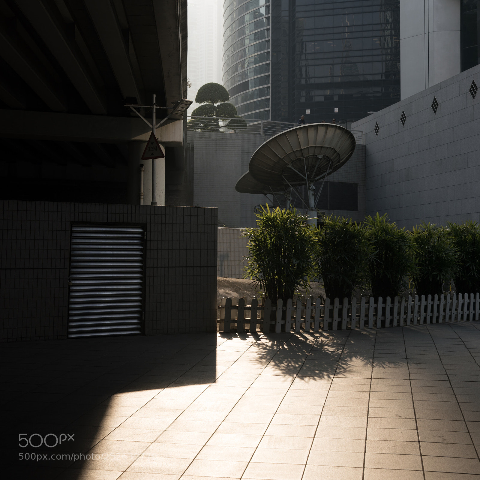 Sony a9 sample photo. Tree to mars photography