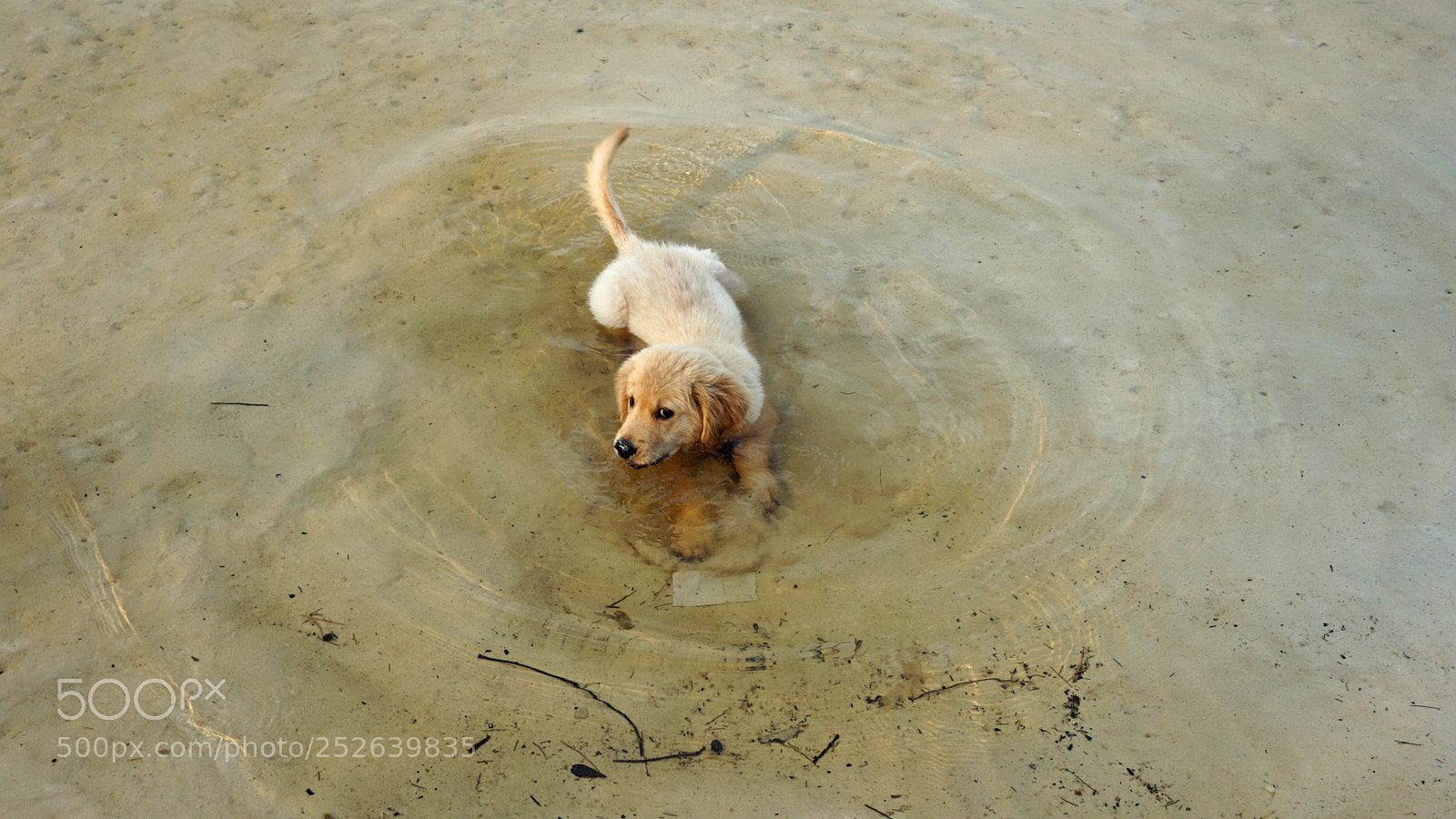 Sony a6000 sample photo. Relaxing dog photography