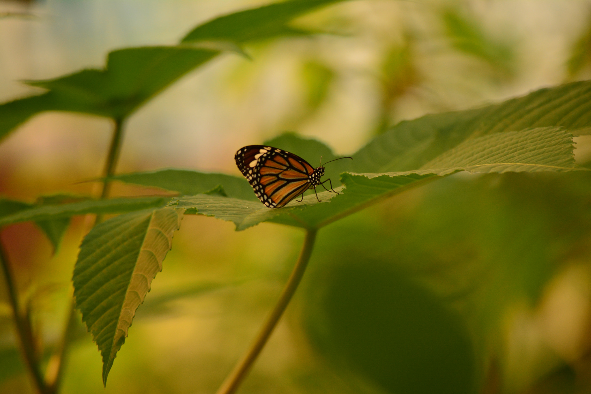 Nikon D5200 sample photo. Nectar hunt begins.. photography