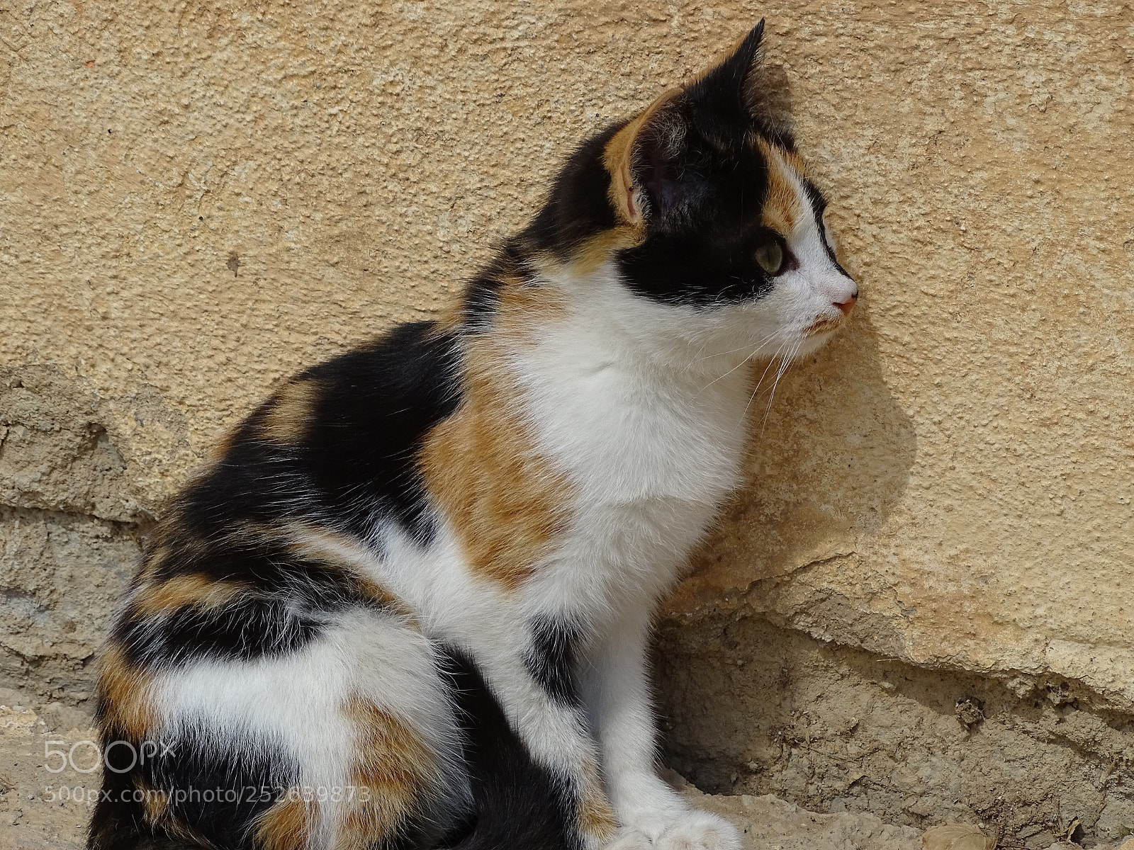 Sony Cyber-shot DSC-HX400V sample photo. Dsc photography