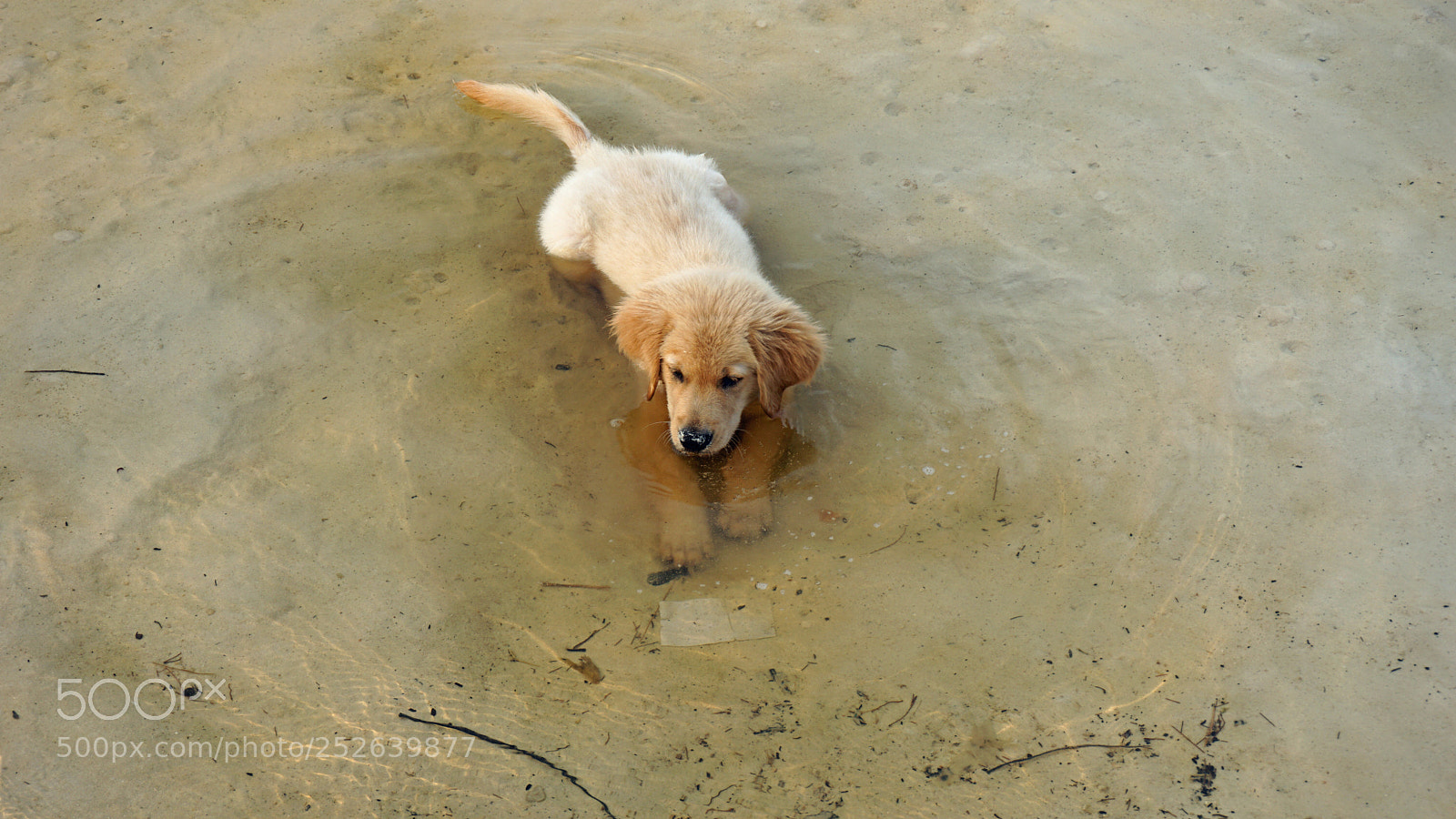 Sony a6000 sample photo. Relaxing dog photography