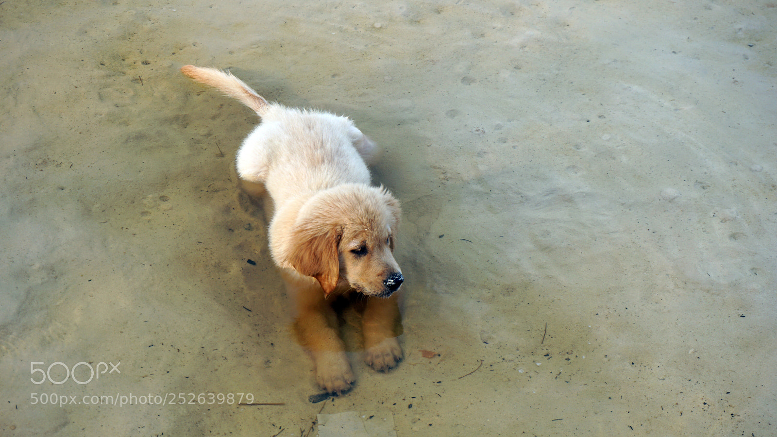 Sony a6000 sample photo. Relaxing dog photography