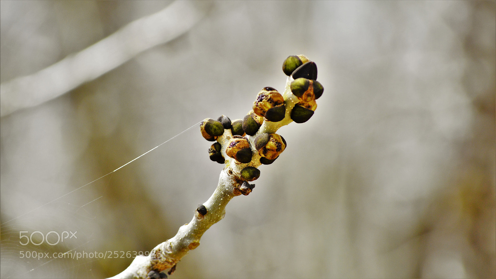 Nikon D3200 sample photo. Untitled photography