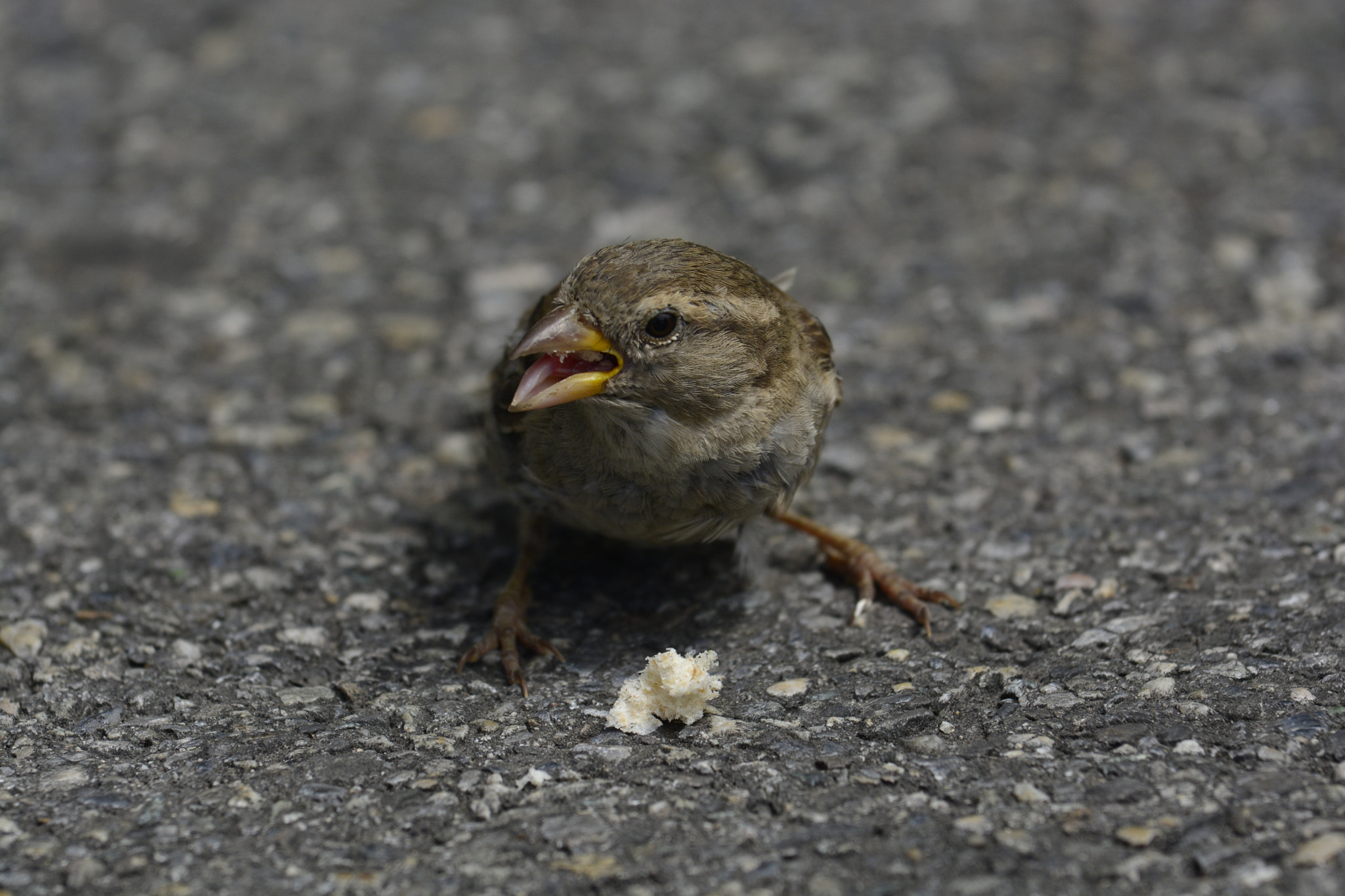 Nikon AF-S Nikkor 70-200mm F4G ED VR sample photo. Sparrow photography