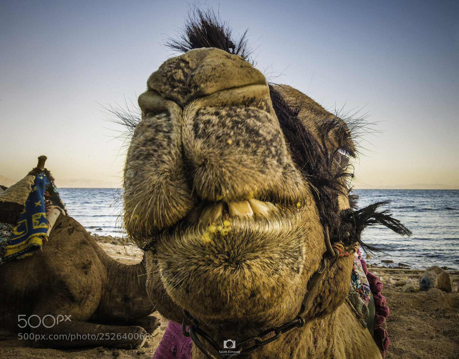 Nikon D800 sample photo. A camel smile photography