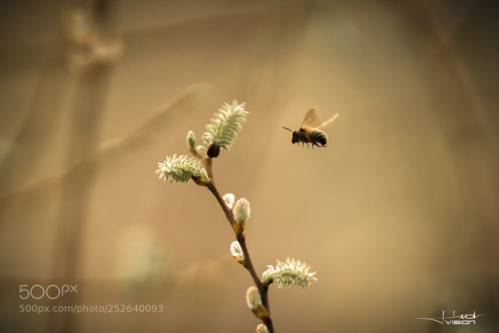 Sony a7R II sample photo. Bzzzz photography