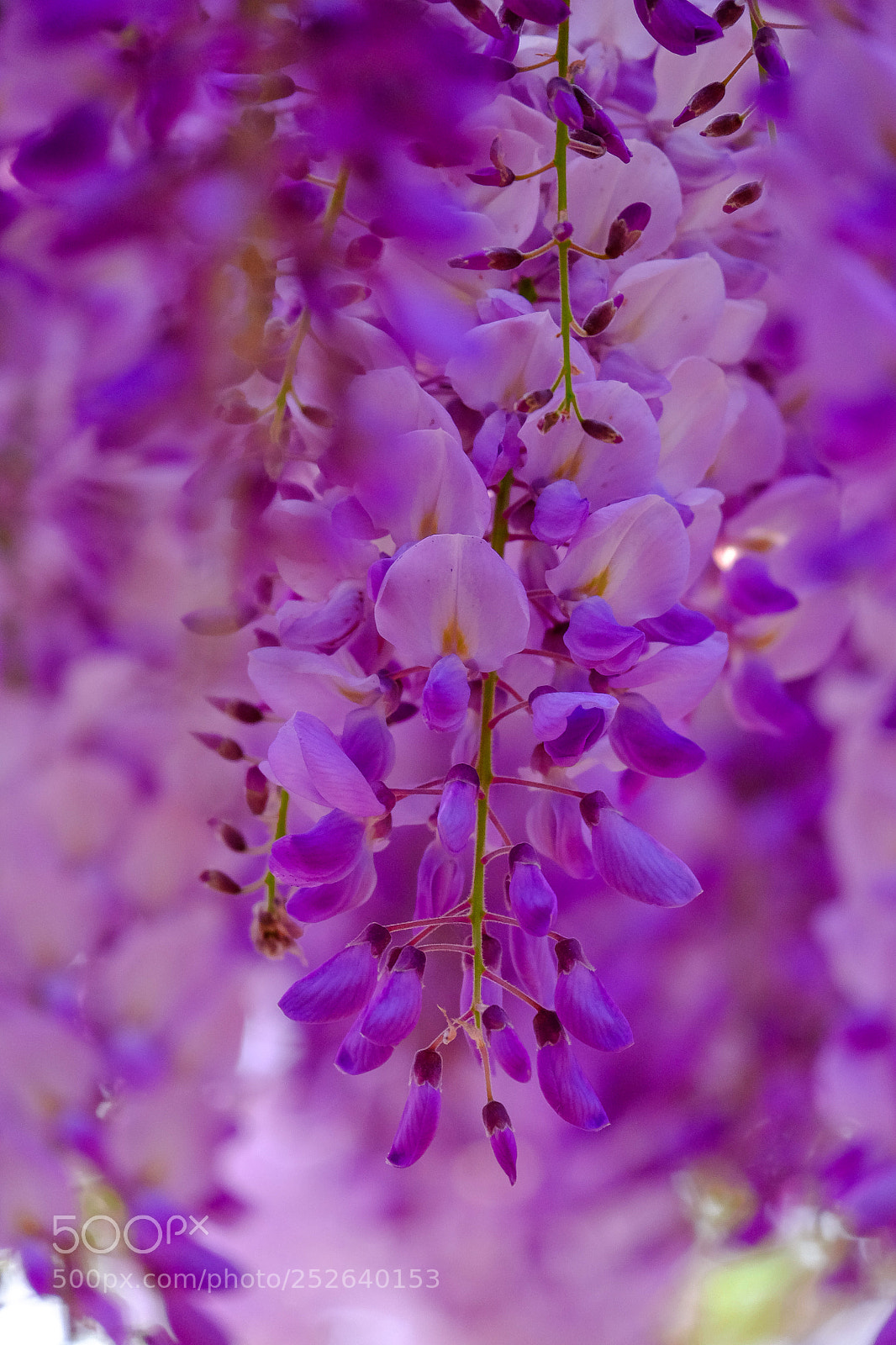 Fujifilm X-T10 sample photo. Bloom photography